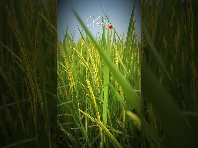 Tăng năng suất lúa từ PhosPhite BMFE #bmfe #bmfecorp