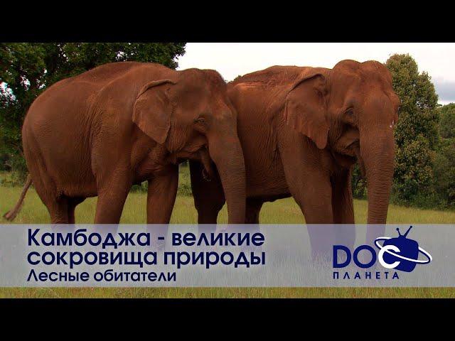 Камбоджа - Великие Сокровища Природы - Фильм 1.Лесные обитатели - Документальный фильм