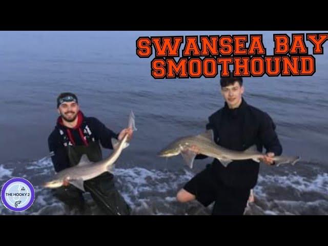 FISHING SWANSEA BAY - SMOOTH-HOUND SHARK UK