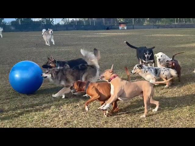 Adam gets the Swiss Ball  out, the doggies have a blast herding it around!!️