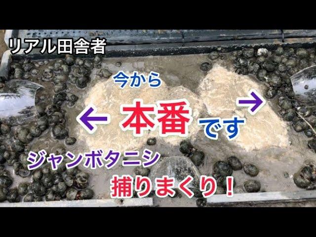 【スクミリンゴガイ】ジャンボタニシ捕獲機を使っています。｜コシヒカリほ場