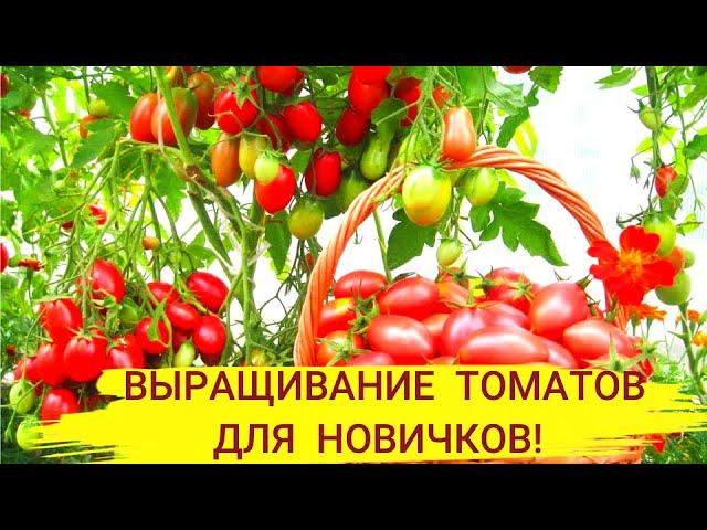 ВЫРАЩИВАНИЕ ПОМИДОРОВ ОТ ПОСЕВА ДО УБОРКИ УРОЖАЯ: посев, рассада, подкормка, посадка в грунт!