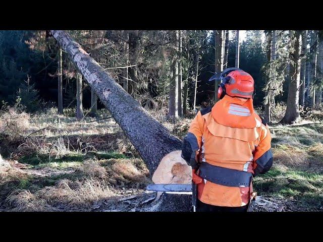 Lumberjack Little Harvester cuts down a tree!