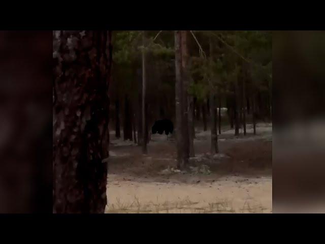 Что произошло. 25.06.24. В Сургутском районе медведь вышел к палаткам, где отдыхали люди