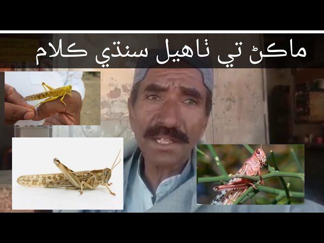 Sindhi funny song سنڌي ڪلام ماڪڻ تي