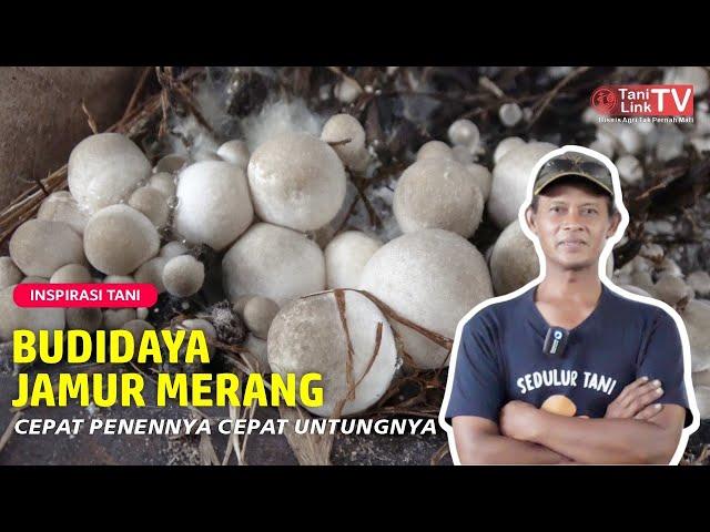 Budidaya Jamur Merang Anti Rugi, Minim Modal Untung Jutaan Tiap Bulan