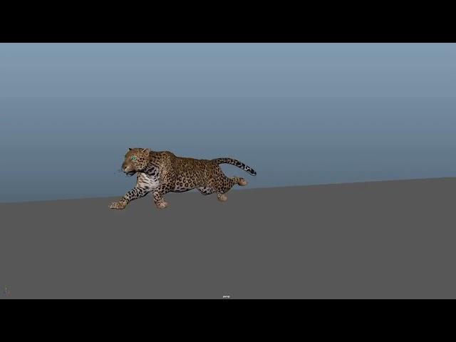 Leopard run cycle 3D animation