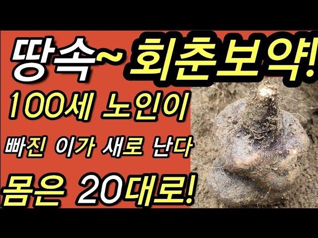 땅속~회춘보약!,생즙으로,먹으면,100세,노인이,빠진~이가,새로 나고,몸은 20대로,강력해,진다                                    둥근마,산우,山芋