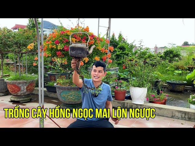 Trồng cây Hồng Ngọc Mai lộn ngược vào ấm nước rất độc đáo