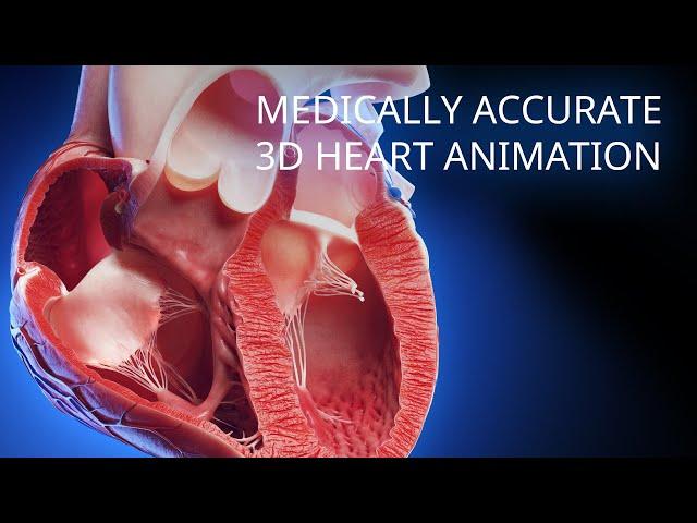 Medically accurate heart 3d animation