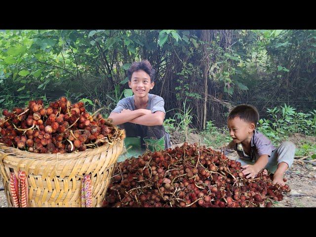 The orphan boy went into the forest to pick fruit to sell, Ly Tieu Quy