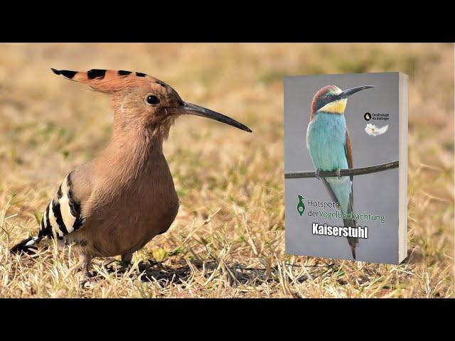 Kaiserstuhl - Hotspots der Vogelbeobachtung (Trailer)