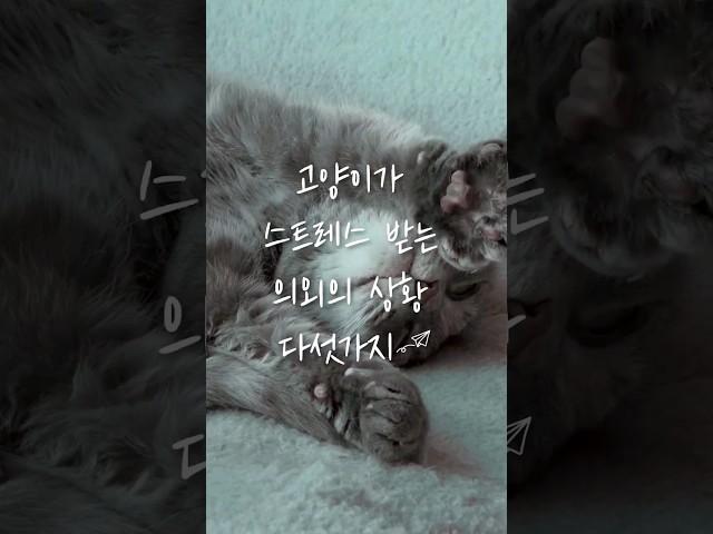 고양이가 스트레스 받는 의외의 상황 다섯가지 #cat #고양이 #catlover #cutecat