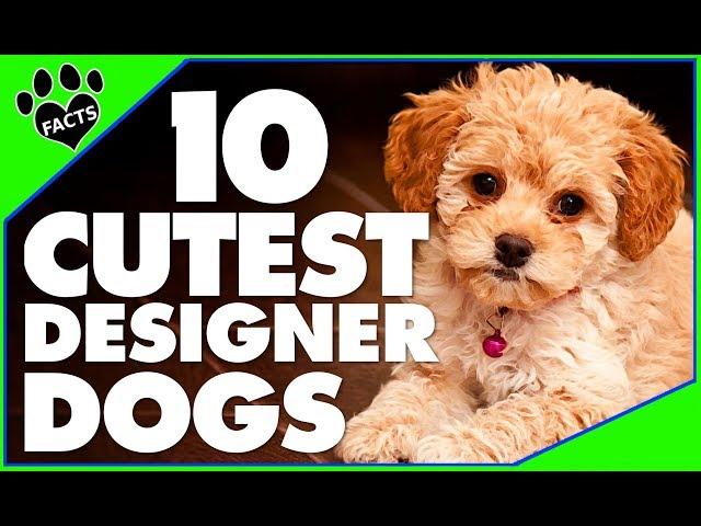 Top 10 Most Adorable Designer Dog Breeds | Cutest Hybrid Doodle Dogs 101