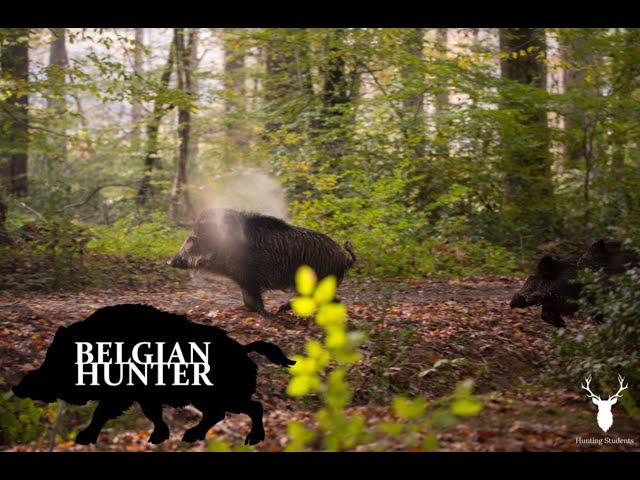 Driven wild boar hunting France