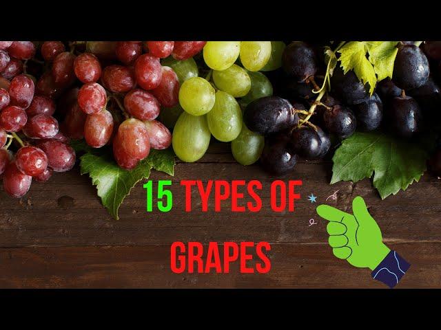 THE 15 BEST TYPES OF GRAPES