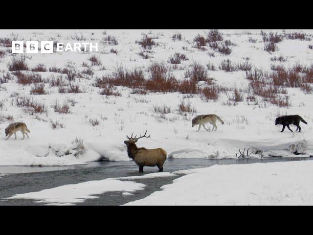 Hungry Wolf Pack Trap Elk | Yellowstone | BBC Earth