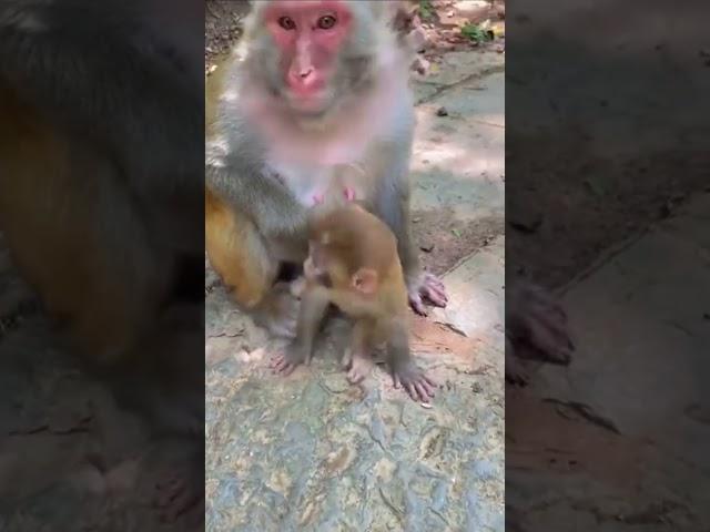 Active Baby Monkey #shortvideo