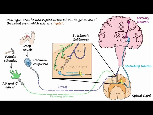 Gate Control Theory of Pain