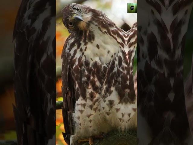 Hawk in Flight: Incredible Hunting Skills & Power of Nature’s Top Predator  | Amazing Bird of Prey