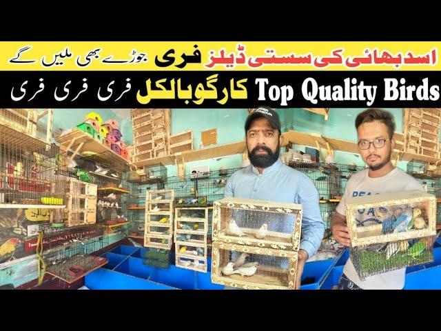 love birds setup | birds farming in pakistan | love birds breeding setup