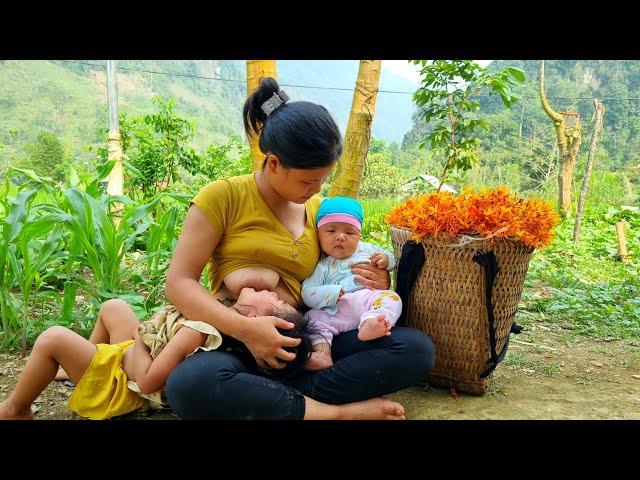 The journey of a single mother raising her children alone - harvesting everything to sell