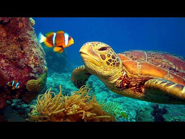 Underwater Wonders + Relaxing Music   Coral Reefs & Colorful Sea Life in UHD