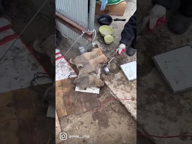 시고르자브종7마리와 어미개의 밥전쟁