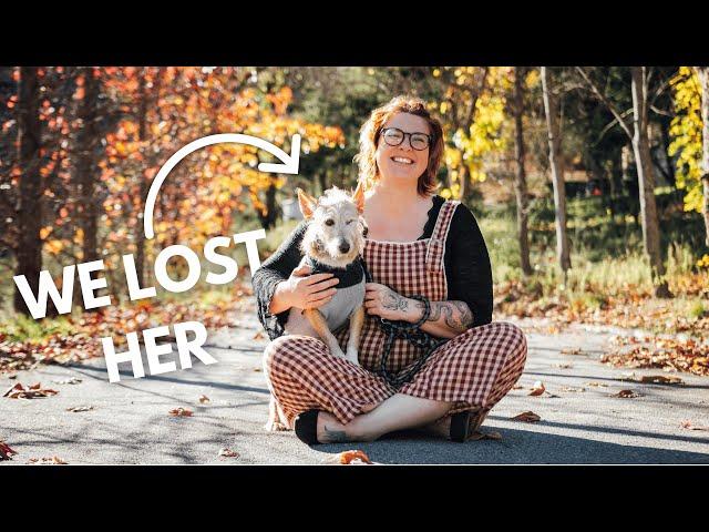 WE LOST OUR NEW RESCUE DOG | Stressful Days on the Homestead