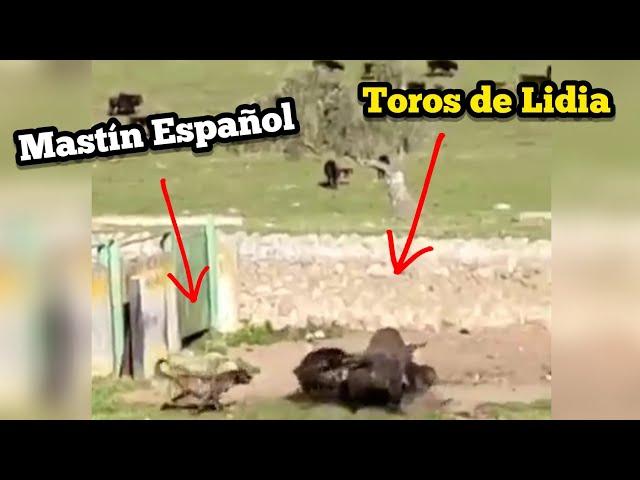 Mastín Español frente a unos Toros de Lidia