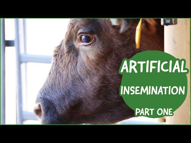 Cattle Artificial Insemination (AI)  |  Dr. Jordan Thomas  (Part 1)