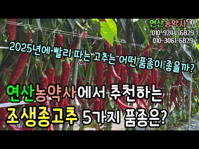 EP.232 2025년 주목할만한 조생종고추, 연산농약사에서 추천드립니다.