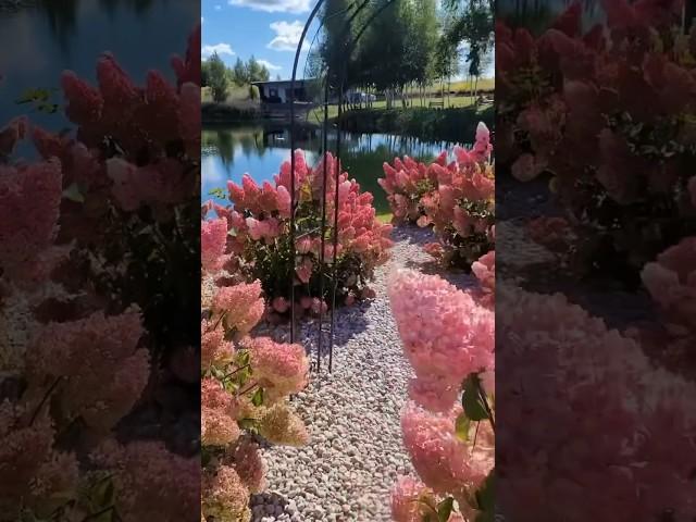 Парк гортензий #panevėžys#hydrangeas #beautiful #garden #hortensia #гортензия #hydrangea#paniculata