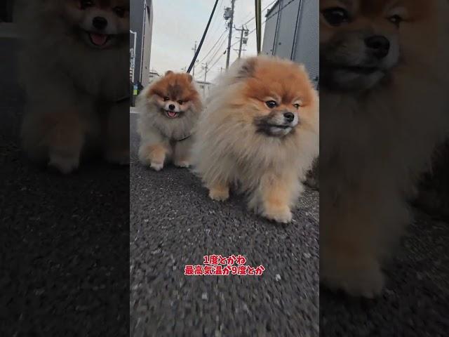 寝坊しちゃった#ポメラニアン #pomeranian  #포메라니안 #多頭飼い #あいちゃん #カイくん #元くん #3ポメ#おすすめ #さんぽめママ #オヤツ #散歩 #今朝のあ散歩 #公園