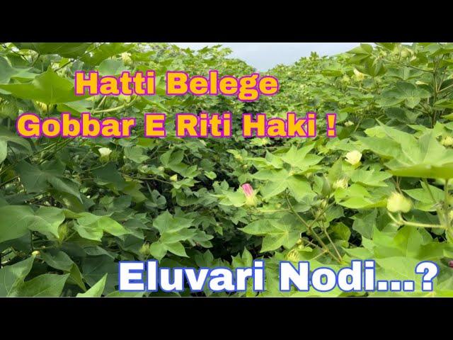 Hattige Gobbara E Riti Hakabeku// How To Give Fertiliser In Cotton Crops is