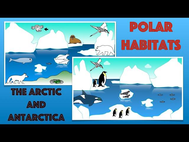 Polar Habitats for Kids| Facts and Quiz | Arctic and Antarctica