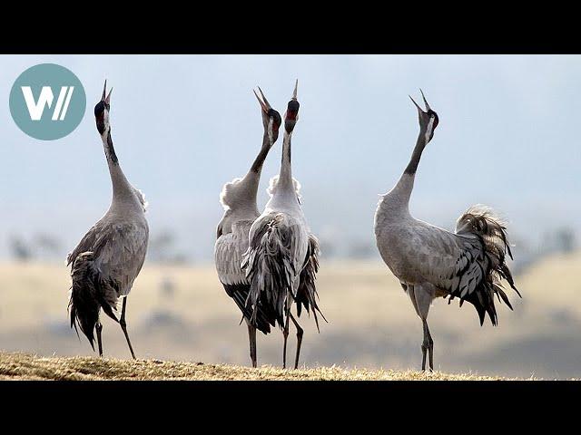 Der Zauber des Kranichs | Tiere vor der Kamera (2004) | Folge 40/54