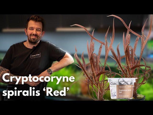 Cryptocoryne spiralis ‘Red’ | Liquid Nature Pflanzenvorstellung