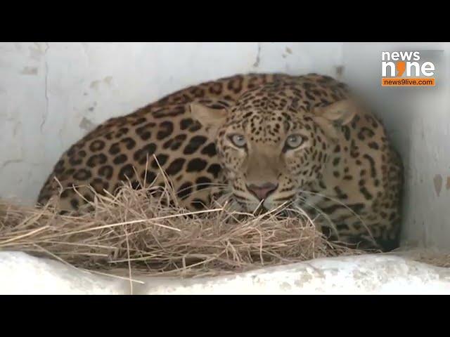 Gujarat : Winter Care at Ahmedabad Zoo | Special Arrangements for Animals and Birds | News9