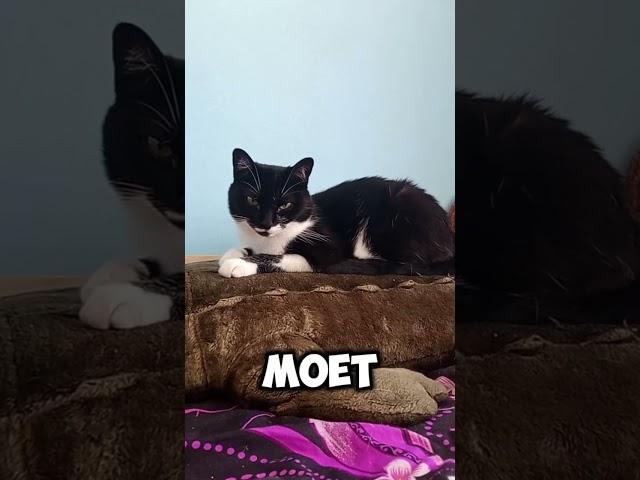 как то шла мимо книжного..#мурка#котик#юмор#шортс#2025 .