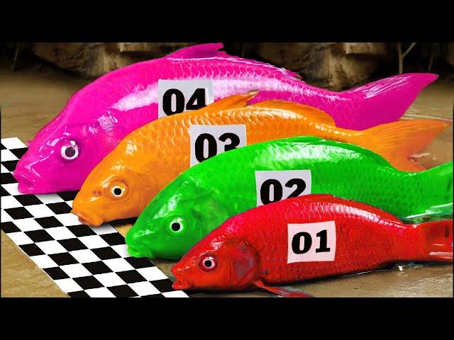 Fish stop motion ASMR | Crocodile catfish hunts koi Fish Truck Racing | Primitive cooking