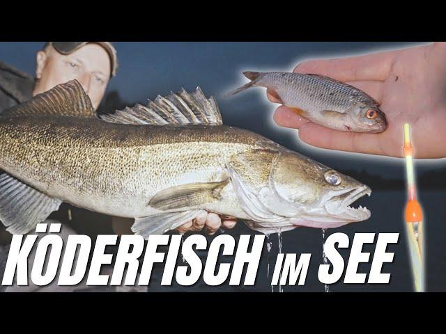 Mit Köderfisch am See | Ansitzangeln  auf Zander