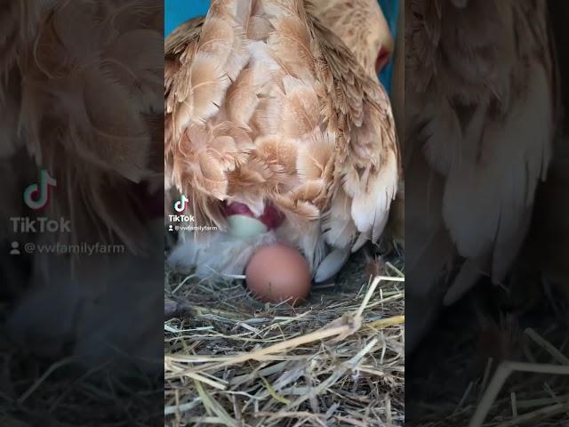 Actual footage of chicken laying egg!!!