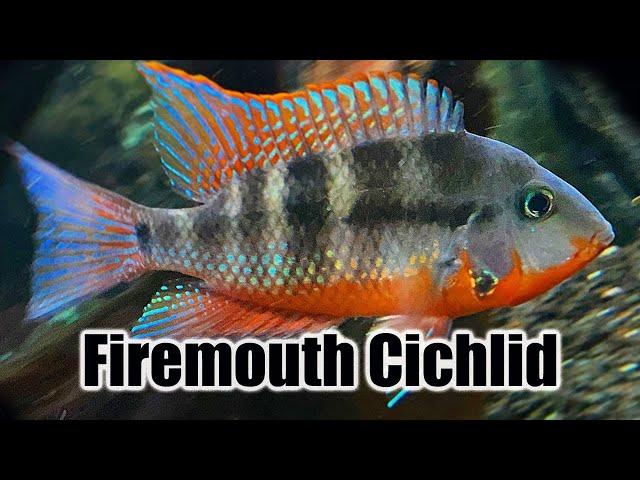 Firemouth Cichlid | Care Guide & Species Profile