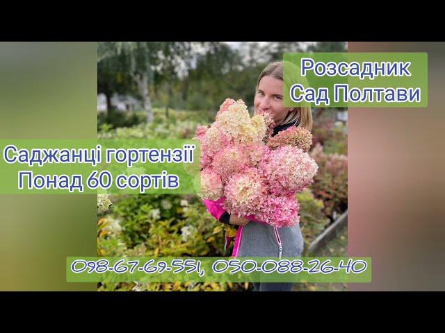 Гортензия купить саженцы с питомника