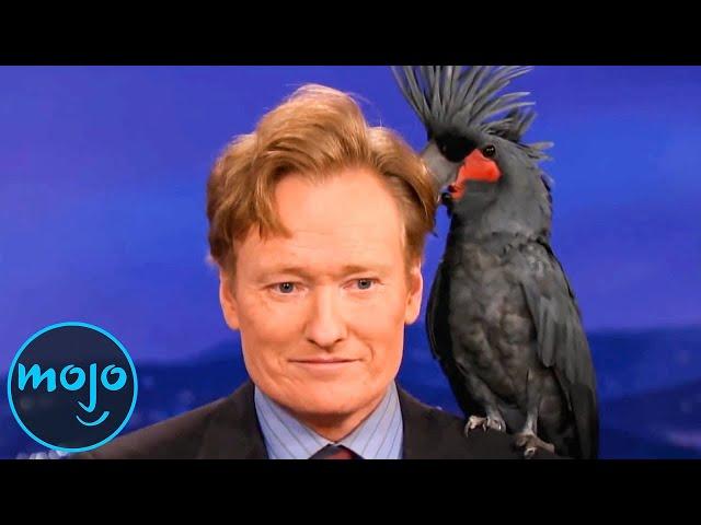 Top 10 Funniest Animal Moments on Talk Shows