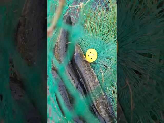 Рыбалка в Узбекистане. #fishing #baliqovi #рыбалка #узбекистан #змееголов