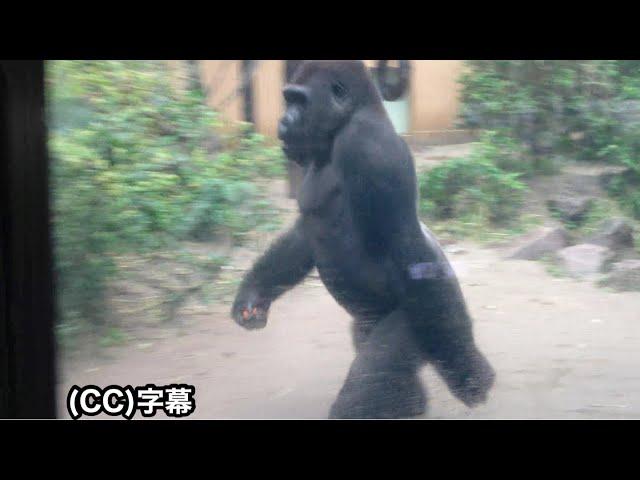 Hurricane-level heavy rain！ Are the gorillas safe?｜Momotaro family | gorilla