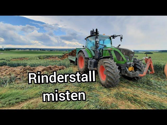 Rinderstall misten mit Hanomag Radlader