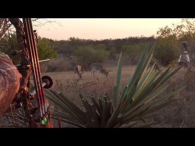 HECS Technology: Texas Whitetail Hunting